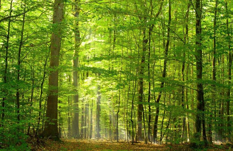Green light forest wall mural plain 820x532
